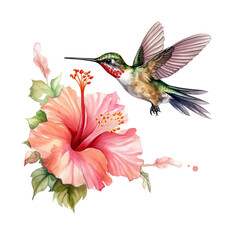 Obraz premium Watercolor Bird Hummingbird Flying Around the Fuchsia Flowers Summer Garden Illustration Set isolated on transparent background. Ai generative.