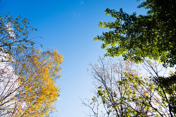 Yellow and green trees in the autumn