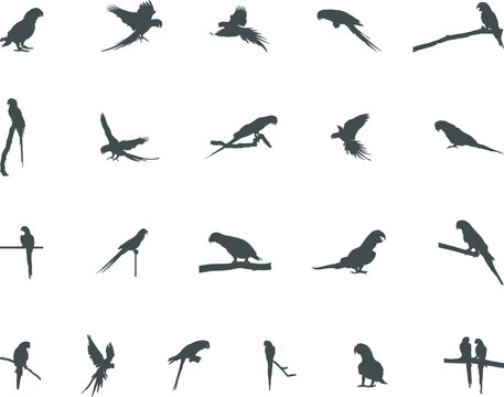 Parrot silhouette, Parrot vector, Birds silhouette, Parrot SVG, Parrot icon set.