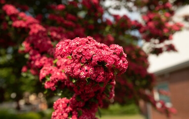 Amazing hawthorn blooms in the park. Double Crimson Flowering Hawthorn Tree. 