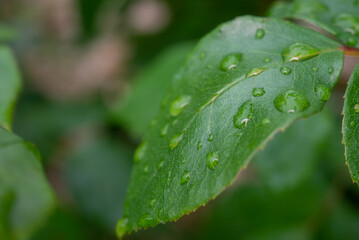 水滴が付いたバラの葉