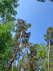 trees in the forest