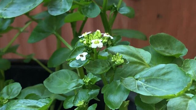 Watercress, fresh eatable herb and medicinal plant in spring with flowers