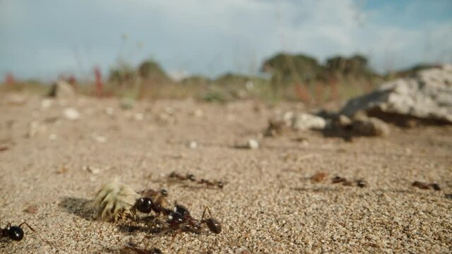 Amid the desert landscapes, an ant overcomes obstacles while carrying a huge flower on its delicate legs.