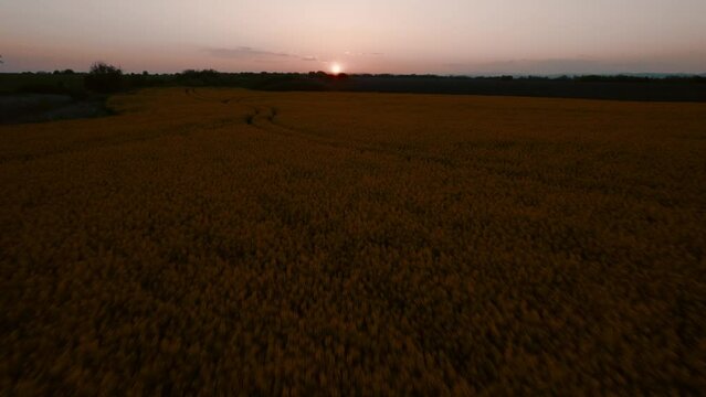 Drone footage of yellow flower meadow in sunset