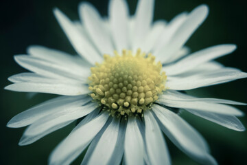 Cinematic Daisy flower closeup