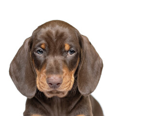 Suspicious dachshund puppy dog isolated on white studio background portrait copy space