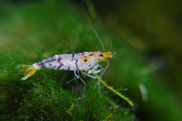 Tiger Shrimp Caridina cf. Cantonensis “Tiger”|虎纹虾