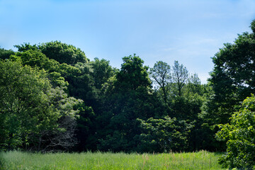 さわやかな青空と森林