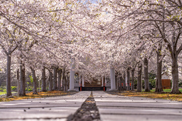北海道　小樽　神社　海　手宮公園　寺　桜　桜並木　ソメイヨシノ