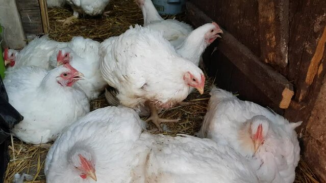 White broilers in a barn, raising animals for human consumption