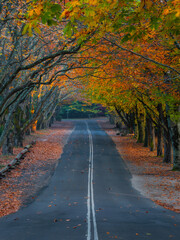 Autumn tree tunnel over an empty road.