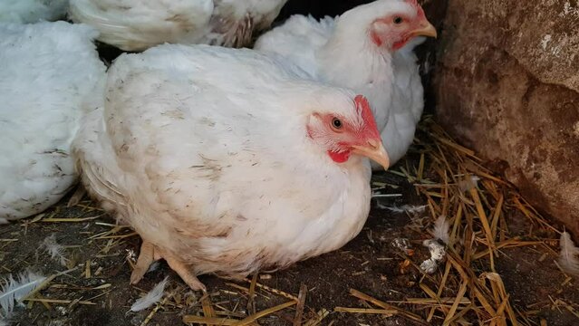 White broilers in a barn, raising animals for human consumption