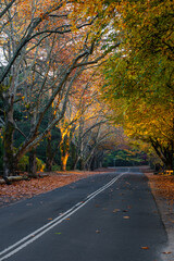 Morning view on the road with autumn foliage.