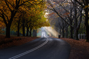 Fototapeta premium Beautiful sunlight rays through autumn trees on the road.