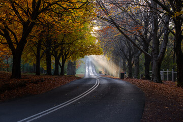 Beautiful sunlight rays through autumn trees on the road.