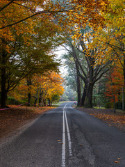 Road covered by yellow autumn foliage.