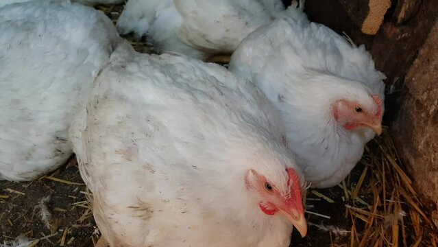 White broilers in a barn, raising animals for human consumption