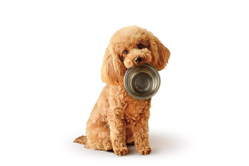 Toy poodle with empty bowl and - Concept of dog food nutrition and diet - 604909647