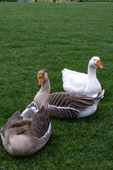 Serenidad natural: Ocas majestuosas en el hermoso parque de Oporto, creando un ambiente tranquilo y armonioso con su elegancia y gracia.