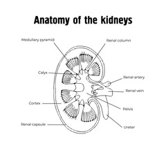 Obraz premium Anatomy of the kidneys. Urinary system. 
