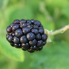 blackberry on a bush in the garden