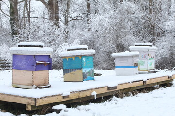 Apiary