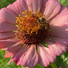 Zinnia or xenia flower with a honey bee