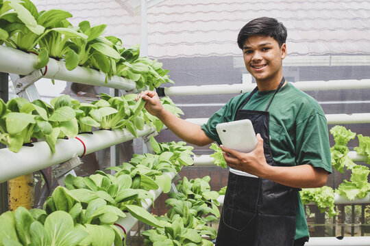 Asian farmer man working in green house hydroponic farm using digital technology on tablet smartphone, looking at camera smiling. Healthy food. 