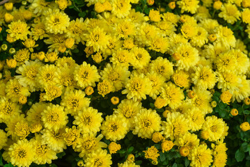 Gigi Golden Yellow Chrysanthemum close up