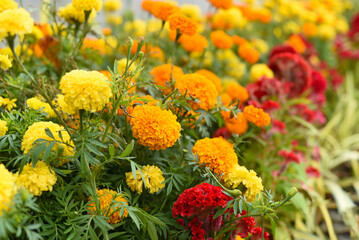 Tagetes erecta, the Aztec marigold or Mexican marigold flowers growing as decor 