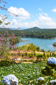 Lavender field with fresh bushes against lake and mountains in Da Lat Vietnam