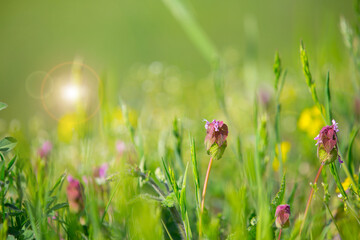 glare sun bokeh background wild spring flowers
