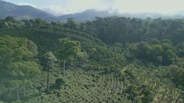 Coffee Plantation in Panama, Chiriqui, Central America - stock video