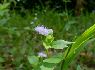 Flower in the meadow, Beauty small purple flowers of Goat Weed (Ageratum Conyzoides) are blooming...