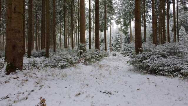 langsam nach vorne und tiefer in den wald aufsteigende drohne, luftaufnahme von einem verschneiten tannenwald, flug in einen frostigen und mit schneebedeckten winterwald, winterm&auml;rchen, magischer wald