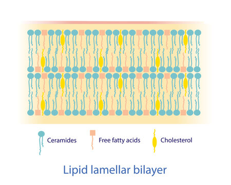 Lipid lamellar bilayer diagram vector on white background. The lipid components mostly consist of ceramides, free fatty acids, and cholesterol, which are arranged into lipid lamellar bilayers.