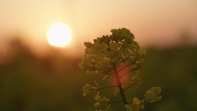 Grass flower with sunset on background. Outdoor in the natural