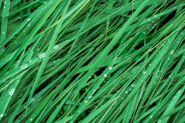 fresh green grass with water drops, top view background