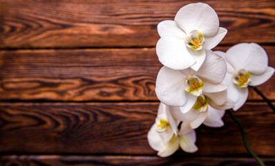 Fototapeta na wymiar A branch of white orchids on a brown wooden background