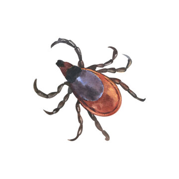 Red european forest mite, parasite insect, infection carrier, Ixodes ricinus. Dangerous insect mite. Encephalitis, Lyme disease infection. Watercolor illustration isolated on a white background