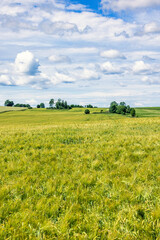 Rural view at a field with crops in the summer