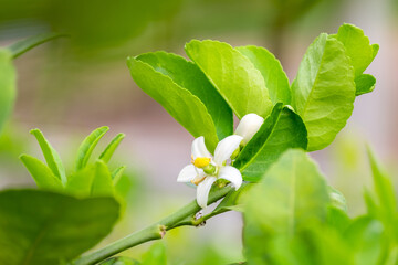 Fresh Lemon flowers with water drop in mornig, lemon blossom on tree among green leaves blurred background