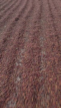 Vertical video - Drying coffee cherry in the sun, Chiriqui, Panama, Central America - stock video