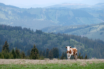 Fototapeta na wymiar Cow grazing on mountain top