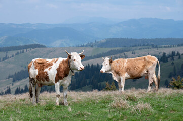 Fototapeta na wymiar Cows grazing on mountain top