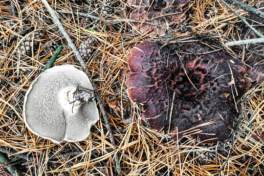 Sarcodon Imbricatus mushroom close-up.