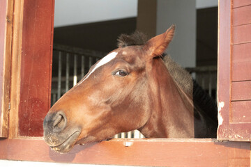 horse, animal, eye, ear, mouth, run, barn