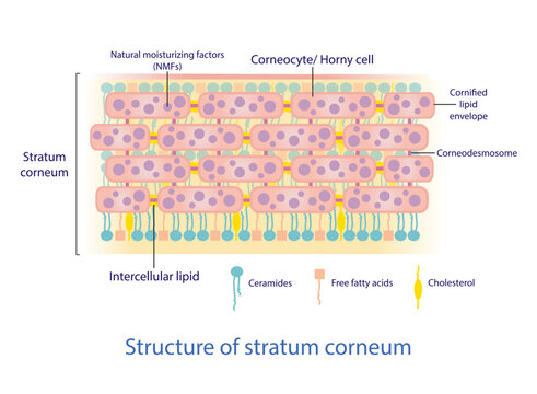 Structure of stratum corneum vector on white background. Bricks and Mortar structure. Intercellular stratum corneum physiological lipids. Skin care concept illustration.