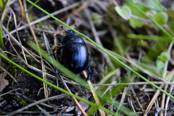 Creeping black and blue dung beetle close-up